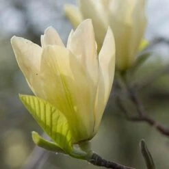 Magnolia X Brooklynensis Elizabeth -Future Forests Magnolia Elizabeth 05