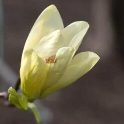 Magnolia X Brooklynensis Elizabeth -Future Forests Magnolia Elizabeth 06