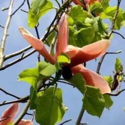 Magnolia Peachy -Future Forests Magnolia Peachy 03