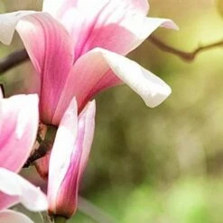 Magnolia Ricki 7 Magnolia Ricki -Future Forests Magnolia Ricki 01