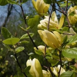 Magnolia Solar Flair -Future Forests Magnolia Solar Flair 04