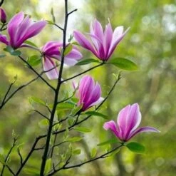 Magnolia Susan -Future Forests Magnolia Susan 08