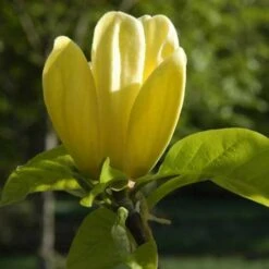 Magnolia X Brooklynensis Yellow Bird 12 Magnolia X Brooklynensis Yellow Bird -Future Forests Magnolia brooklyensis Yellow Bird 04