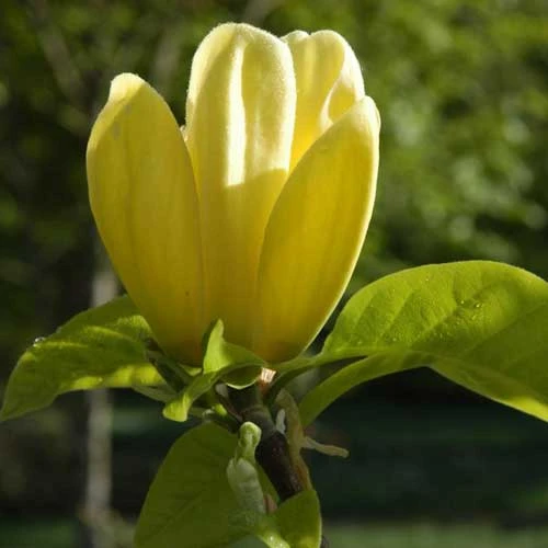 Magnolia X Brooklynensis Yellow Bird 5 Magnolia X Brooklynensis Yellow Bird - Image 5