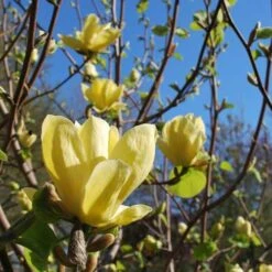 Magnolia X Brooklynensis Yellow Bird