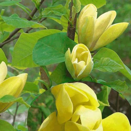 Magnolia X Brooklynensis Yellow Bird 8 Magnolia X Brooklynensis Yellow Bird - Image 8