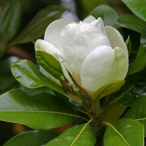 Magnolia Grandiflora Galissonnière 7 Magnolia Grandiflora Galissonnière - Image 7