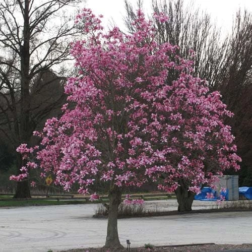 Magnolia Galaxy 5 Magnolia Galaxy - Image 5