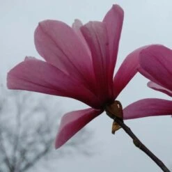 Magnolia Galaxy 11 Magnolia Galaxy -Future Forests Magnolia Galaxy 06