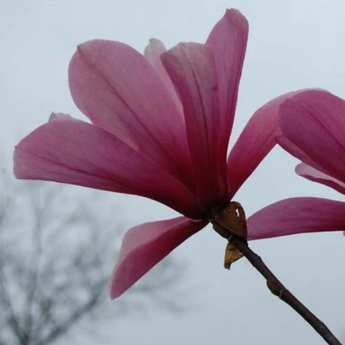 Magnolia Galaxy 6 Magnolia Galaxy - Image 6