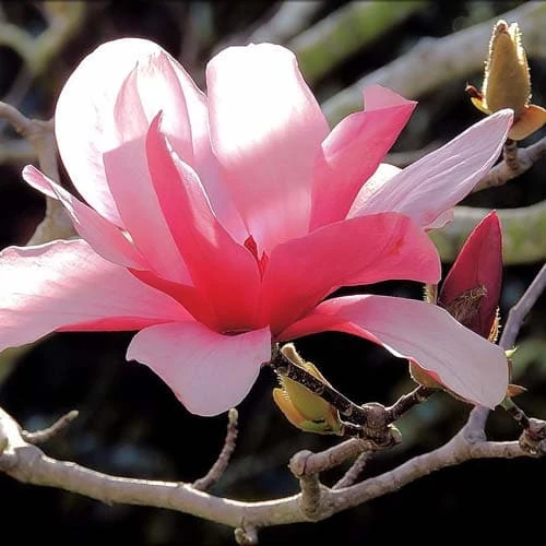 Magnolia Galaxy 2 Magnolia Galaxy - Image 2