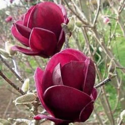 Magnolia X Soulangeana Lilliflora Genie