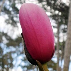 Magnolia Campbellii 14 Magnolia Campbellii -Future Forests Magnolia cambellii 04