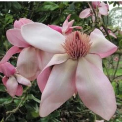 Magnolia Campbellii 16 Magnolia Campbellii -Future Forests Magnolia cambellii 06