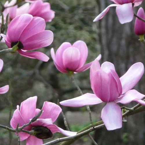 Magnolia Campbellii 1 Magnolia Campbellii