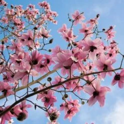 Magnolia Campbellii 19 Magnolia Campbellii -Future Forests Magnolia cambellii 10