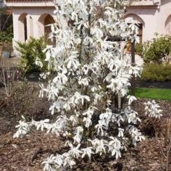 Magnolia X Kewensis Wada's Memory -Future Forests Magnolia kewensis Wada s Memory 03