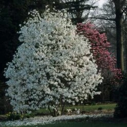 Magnolia X Kewensis Wada's Memory -Future Forests Magnolia kewensis Wada s Memory 04x