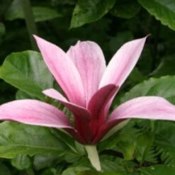 Magnolia Liliiflora Nigra 7 Magnolia Liliiflora Nigra -Future Forests Magnolia liliflora nigra