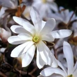 Magnolia Stellata -Future Forests Magnolia stellata 02