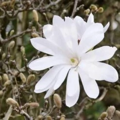 Magnolia Stellata -Future Forests Magnolia stellata 03