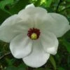 Magnolia Wilsonii