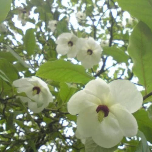 Magnolia Wilsonii 2 Magnolia Wilsonii - Image 2
