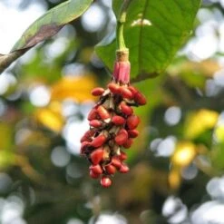 Magnolia Wilsonii 6 Magnolia Wilsonii -Future Forests Magnolia wilsonii fruit