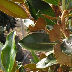 Magnolia Grandiflora Little Gem -Future Forests MagnoliagrandifloraLittleGem