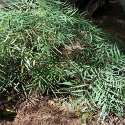 Mahonia Eurybracteata Soft Caress -Future Forests Mahonia eurybracteata Soft Caress 03