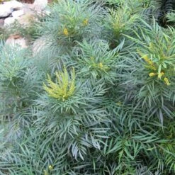 Mahonia Eurybracteata Soft Caress -Future Forests Mahonia eurybracteata Soft Caress 07