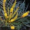 Mahonia Eurybracteata Soft Caress