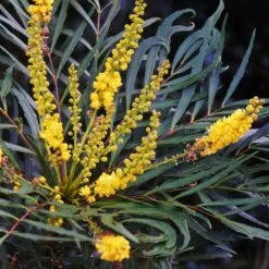 Mahonia Eurybracteata Soft Caress