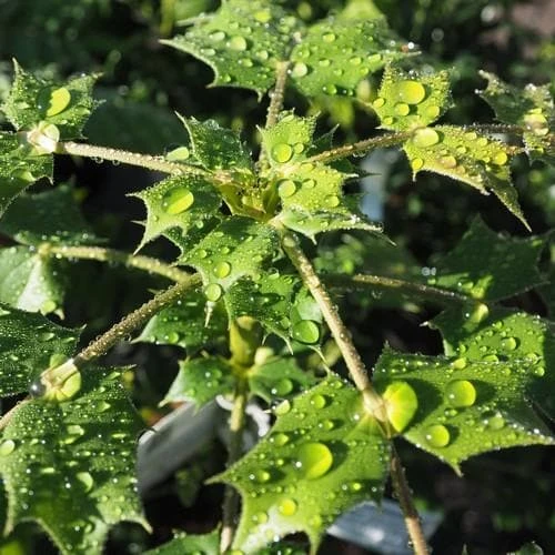 Mahonia X Media Charity 2 Mahonia X Media Charity - Image 2