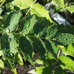 Mahonia X Media Charity 10 Mahonia X Media Charity -Future Forests Mahonia Charity FF