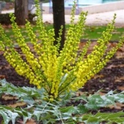 Mahonia X Media Charity 8 Mahonia X Media Charity -Future Forests Mahonia x media Charity01 eb836189 230f 4e4c b1c6 1ea7e1dc9904