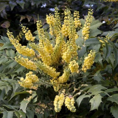 Mahonia X Media Charity 4 Mahonia X Media Charity - Image 4