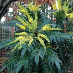 Mahonia X Media Charity 11 Mahonia X Media Charity -Future Forests Mahonia x media Charity04 c11a2d7f 6402 4621 a74e eac2d1a90e6f