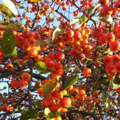 Malus Evereste -Future Forests Malus Evereste 01