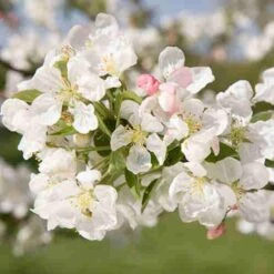 Malus Evereste -Future Forests Malus Evereste 06