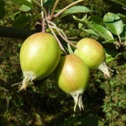 Malus John Downie -Future Forests Malus John Downie 01