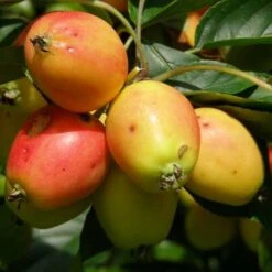 Malus John Downie -Future Forests Malus John Downie 03