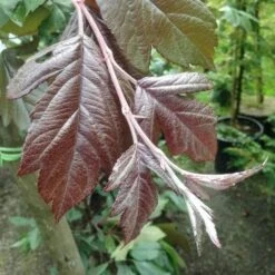 Malus X Moerslandii Profusion Improved - Flowering Crab Apple -Future Forests Malus improved profusion 2 FF