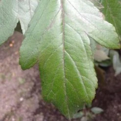 Malus X Moerslandii Profusion Improved - Flowering Crab Apple -Future Forests Malus improved profusion FF