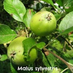 Native Wildlife Fruiting Hedge Mix -Future Forests Malus sylvestris 07 79eefe5a 29c9 46e3 b69a c0ac4e396f26