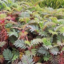 Melianthus Major -Future Forests Melianthus major 03