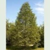Metasequoia Glyptrostroboides - Dawn Redwood