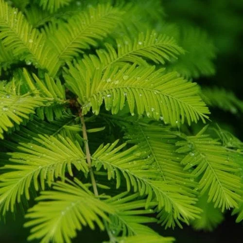 Metasequoia Glyptrostroboides Gold Rush 1 Metasequoia Glyptrostroboides Gold Rush