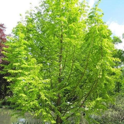 Metasequoia Glyptrostroboides Gold Rush 3 Metasequoia Glyptrostroboides Gold Rush - Image 3