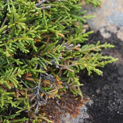 Microcachrys Tetragona - Creeping Strawberry Pine 2 Microcachrys Tetragona - Creeping Strawberry Pine - Image 2